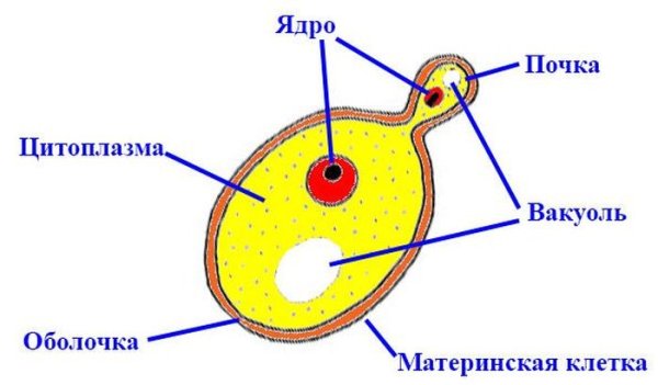 Строение дрожжевой клетки 5 класс биология