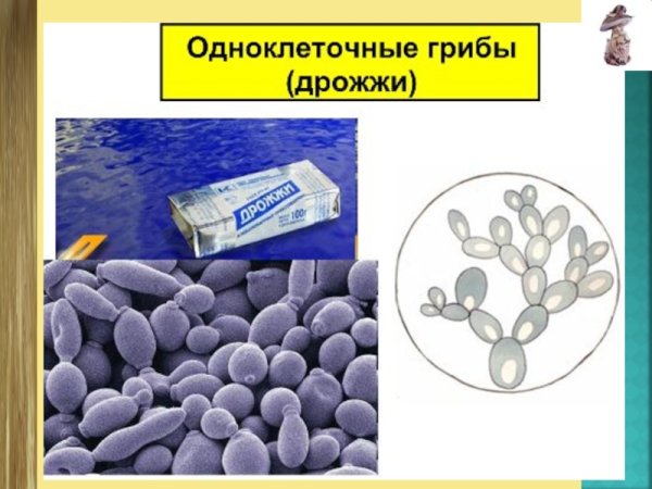 Микроскопические одноклеточные грибы