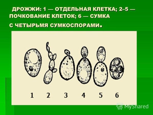 Клетка гриба дрожжи