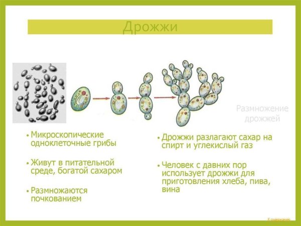 Дрожжи грибы строение