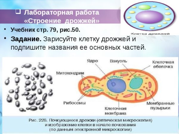 Дрожжи грибы