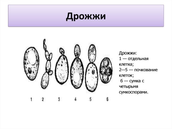 Одноклеточные грибы дрожжи биология