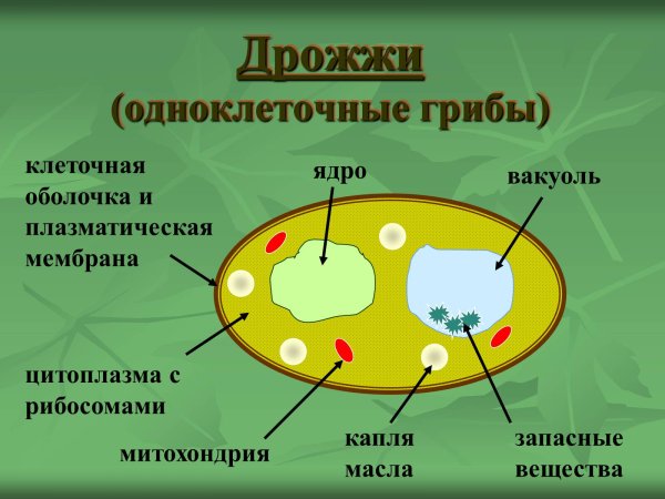 Дрожжевые грибы строение