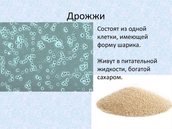 Строение дрожжей грибов