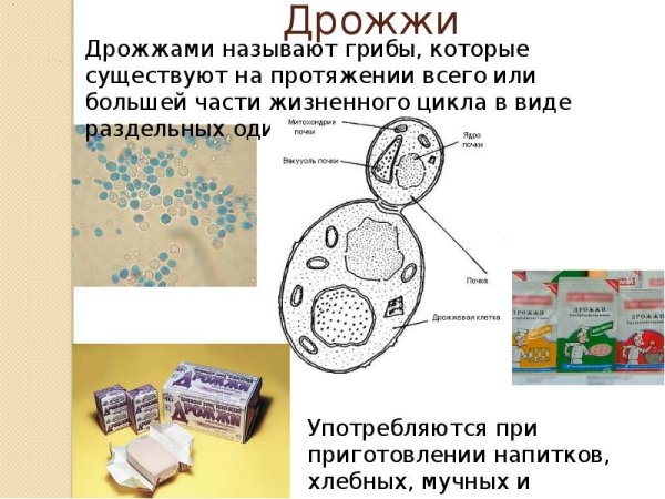 Дрожжи по биологии