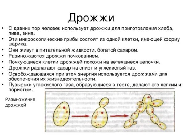 Строение и размножение дрожжей