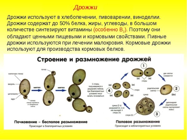 Дрожжевые грибы строение клетки
