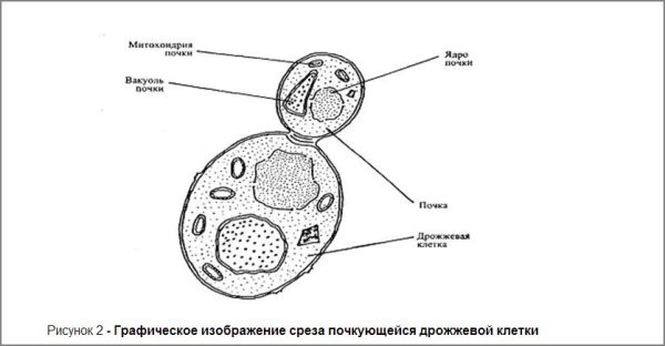 Lhj;;BГРИБЫ рисунок строение