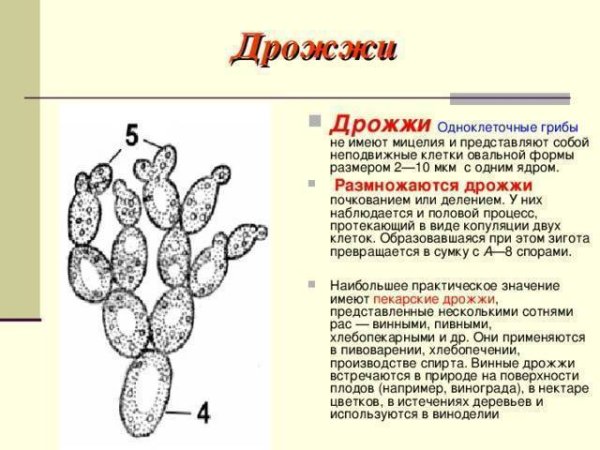 Доклад о грибе дрожжи
