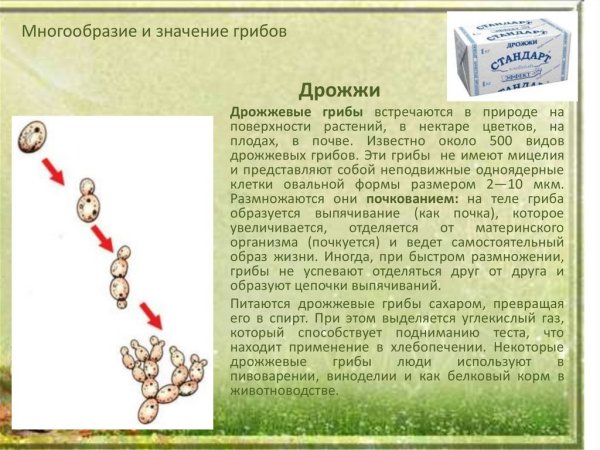 Дрожжевые грибы биология