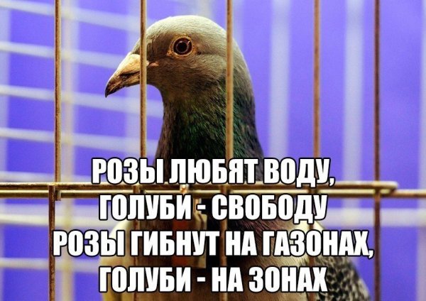 Голубь наркоман