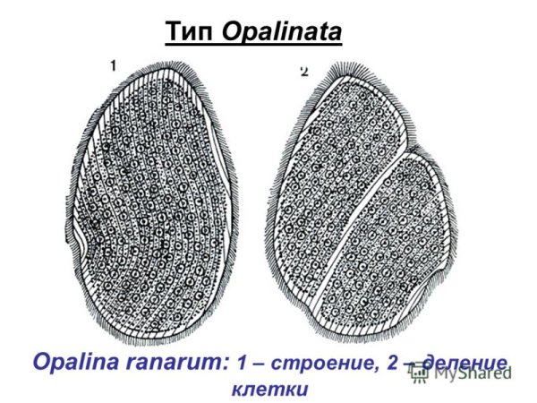 Opalina ranarum опалина Лягушачья