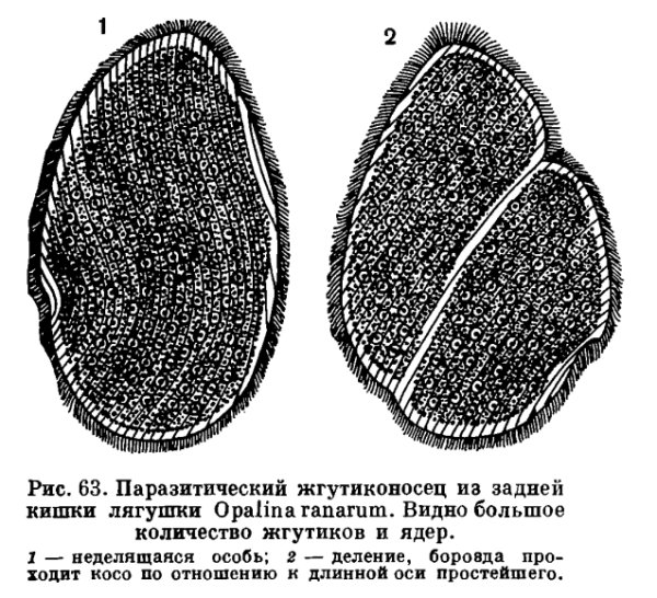 Опалина Лягушачья строение