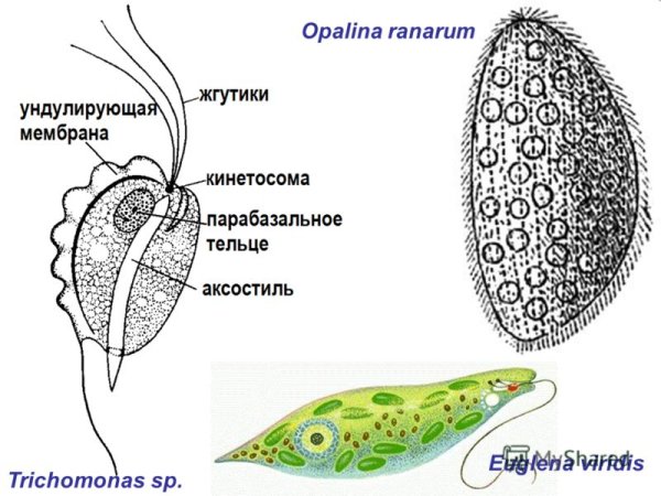 Opalina ranarum