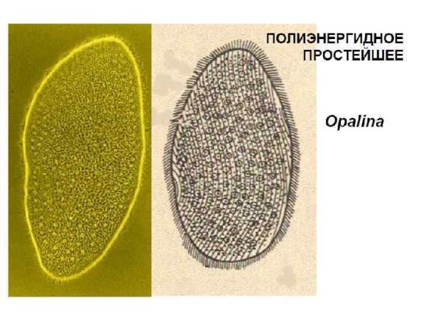 Opalina ranarum