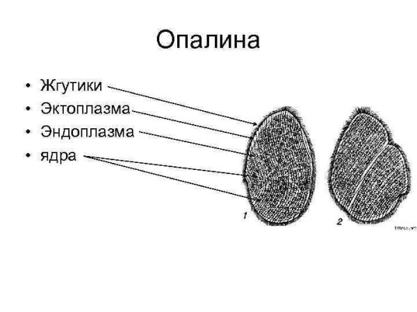 Опалина Лягушачья основные структуры