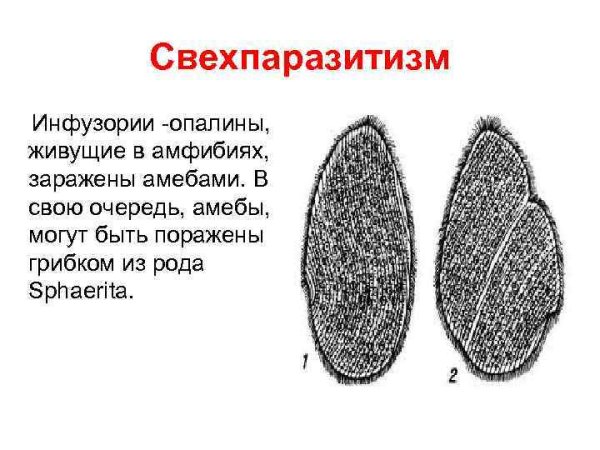 Опалина Лягушачья строение