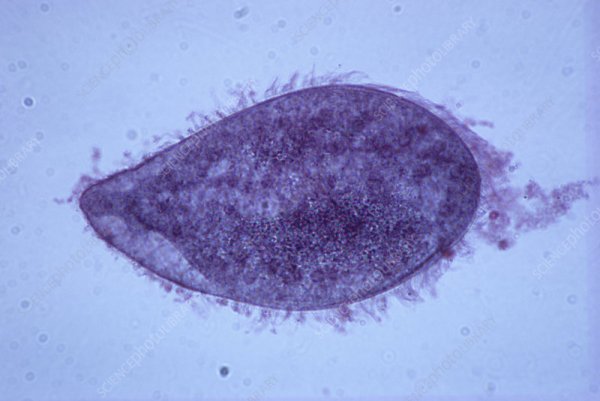 Opalina ranarum жизненный цикл