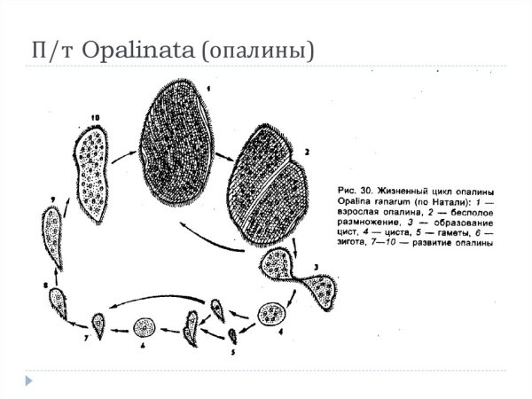 Опалина Лягушачья