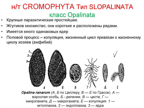 Опалина Лягушачья строение