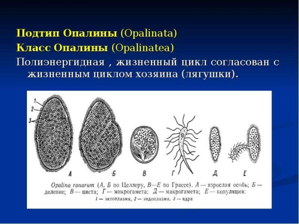 Основные структуры опалины лягушачьей