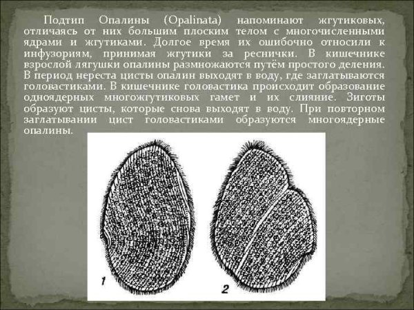 Опалины комменсалы