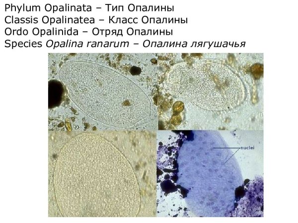 Опалина Лягушачья строение