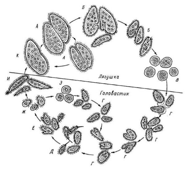 Балантидий кишечный (Balantidium coli)