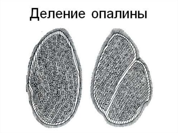 Инфузории Paramecium