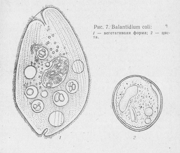 Инфузория туфелька Paramecium caudatum
