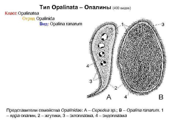 Опалина жгутиконосцы