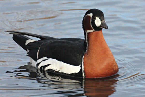 Краснозобая казарка (Rufibrenta ruficollis)