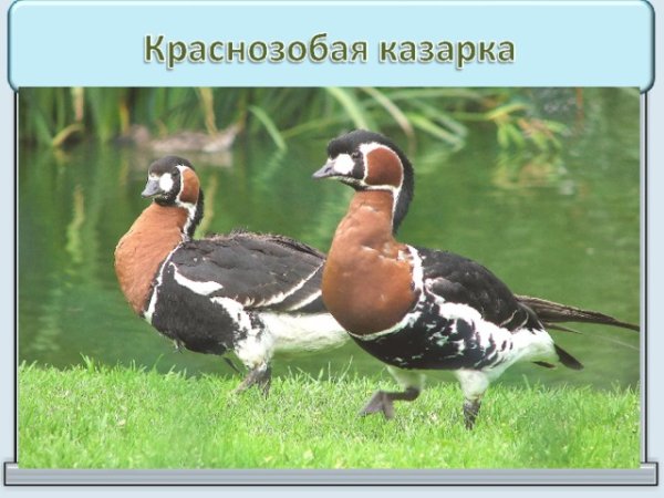 Краснозобая казарка