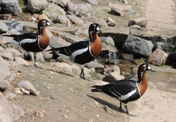Краснозобая казарка (Rufibrenta ruficollis)