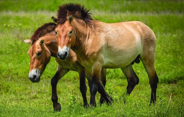 Лошадь Пржевальского Equus przewalskii