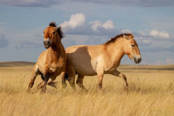 Лошадь пржевальского картинки (48 фото)