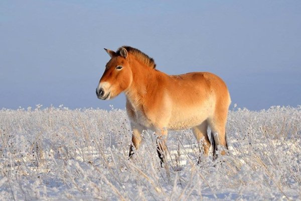Лошадь Пржевальского табун