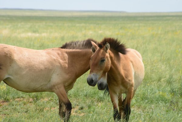 Пржевальский лошадь Пржевальского