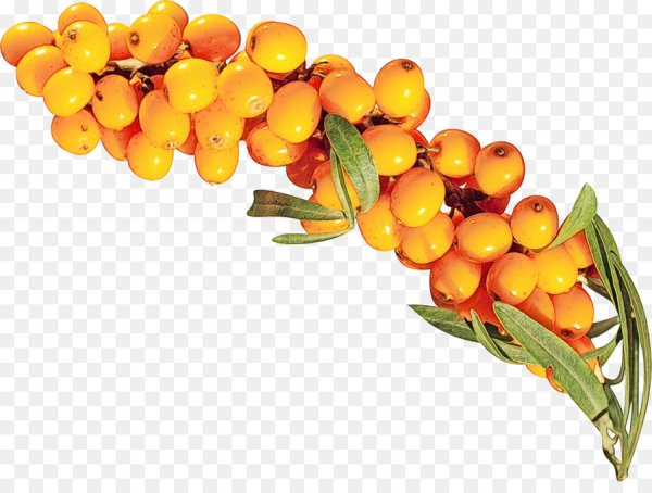Sea Buckthorn Fruit