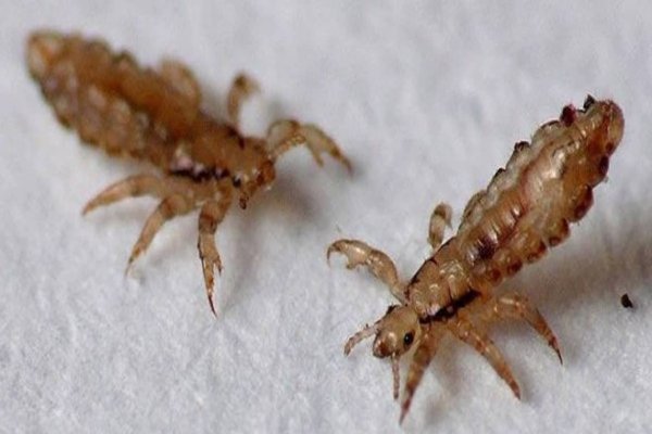 Вошь платяная (Pediculus humanus humanus