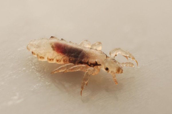 Платяная вошь (Pediculus humanus corporis)