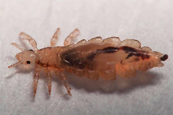 Головная вошь (Pediculus humanus capitis)