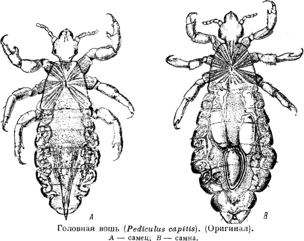 Головная вошь - Pediculus capitis