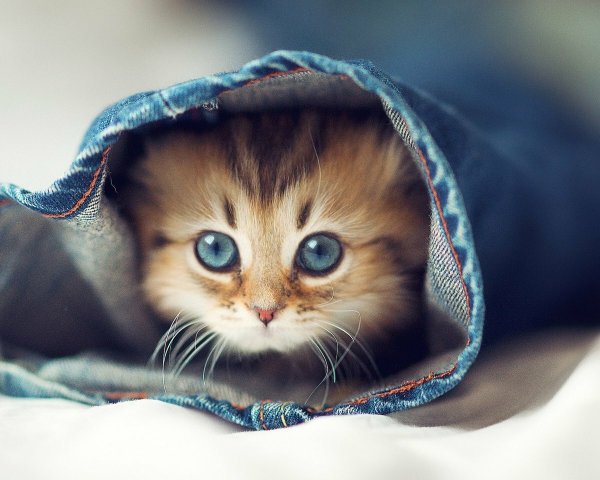 Милая кошка