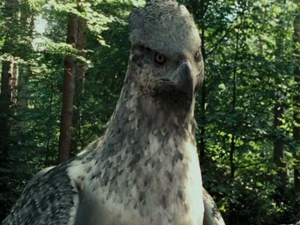 Гарри Поттер Клювокрыл