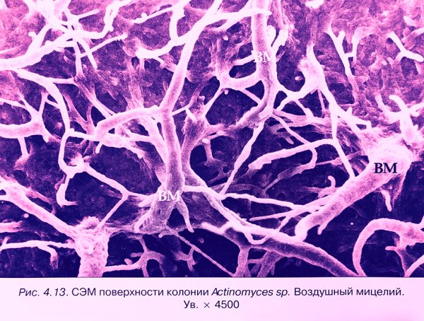 Актиномицеты микробиология