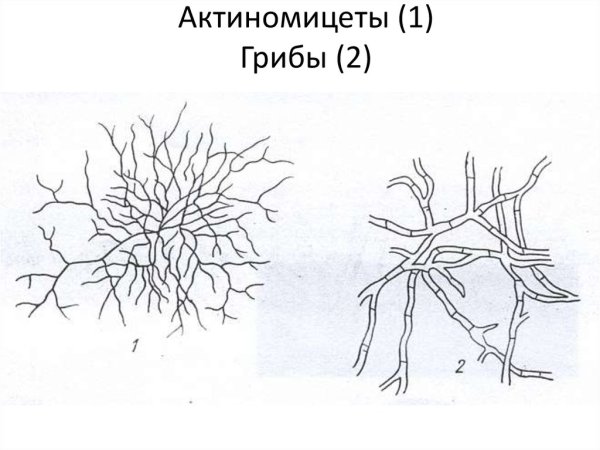 Актиномицеты мицелий