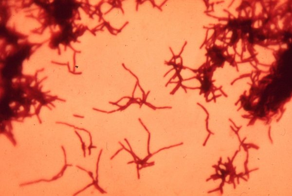 Актиномицеты рода Streptomyces