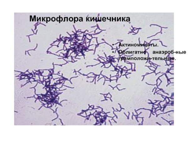 Строение актиномицетов микробиология