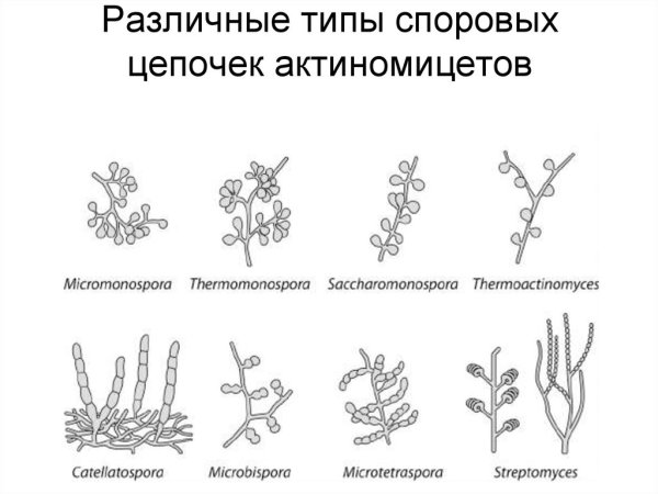 Лучистые грибки актиномицеты